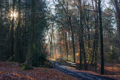 A December Morning Walk