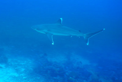 DivePNG_Jun19_1384.JPG