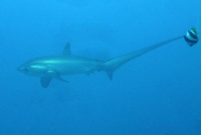 Dive Malapascua