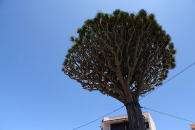 Icod de los Vinos, NW Tenerife