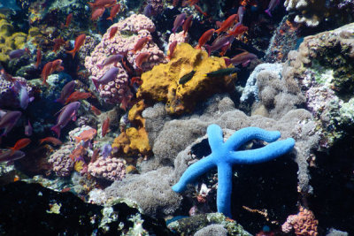 Verde Island (1)