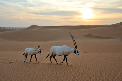 Dubai Classic Desert Safari