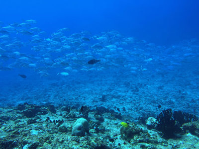 Maldives Feb22 0922.jpg