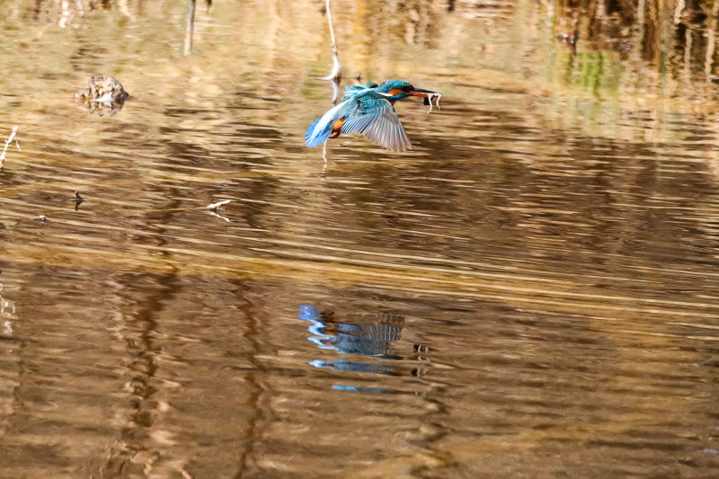 Kingfisher