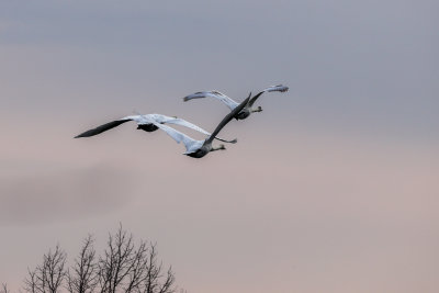 Seagull