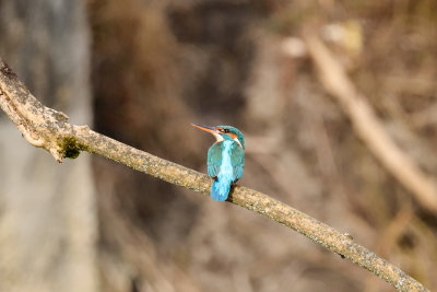 Kingfisher