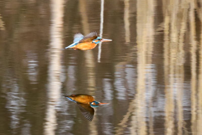 Kingfisher