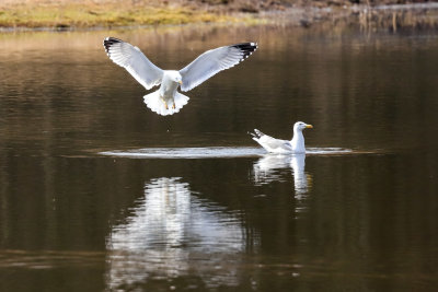 Seagull