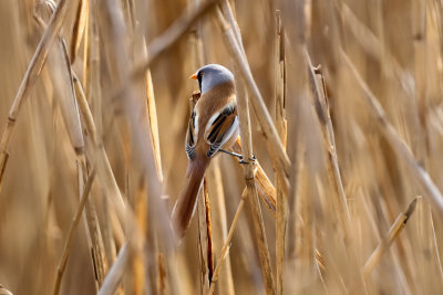 Bearded reedling