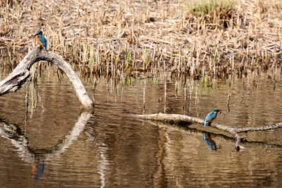 Kingfisher