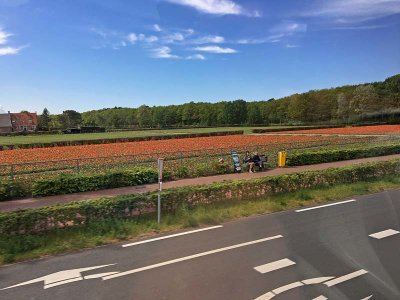 Tulip Fields 