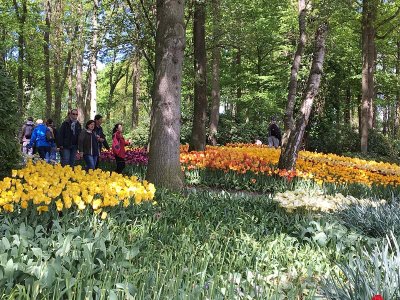 Keukenhof