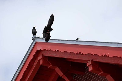 Rooftop Ravens