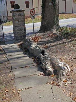 Sycamore Root