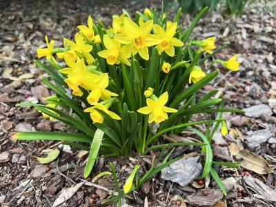 Sign of Spring