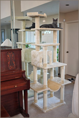 zula's cat tree 