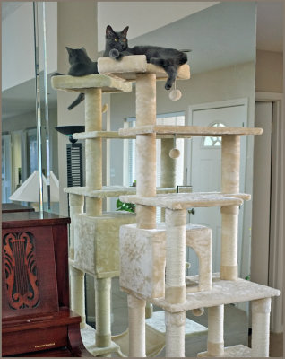 top (shelf) cat