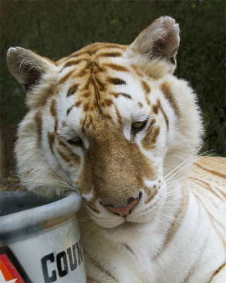 g12/93/579993/3/169802152.KUSRqkXf.jpg