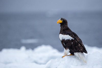 Steller's Sea-eagle(Haliaeetus pelagicus)