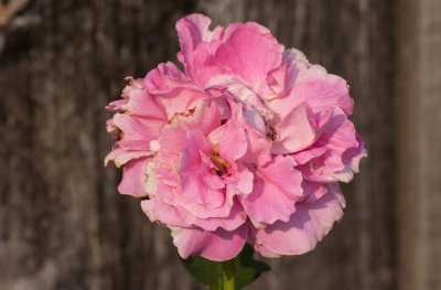 IMGP5135.jpg