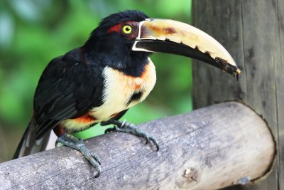 Collared Aracari