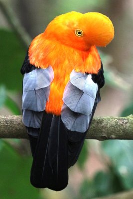 Birds of Colombia