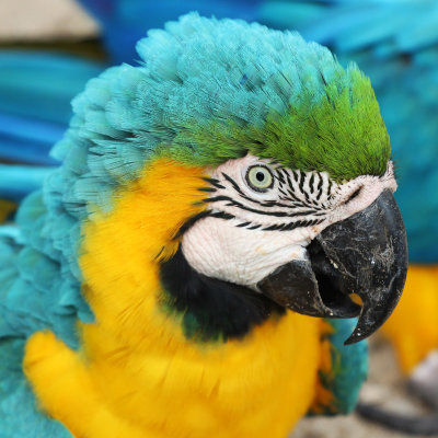 Guacamaya Amarilla