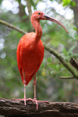 Scarlet Ibis