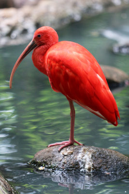 Scarlet Ibis