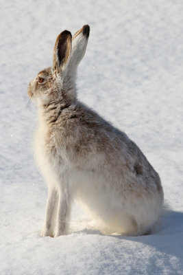 Prairie hares