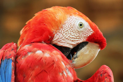 Guacamaya Roja