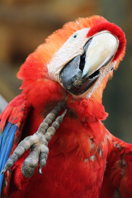 Guacamaya Roja