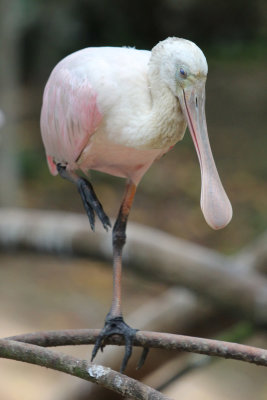 Spoonbill