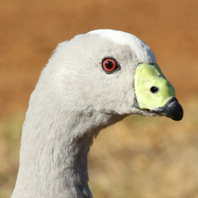 Cape Barren Goose