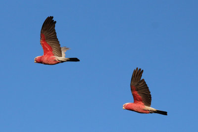 Galahs