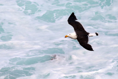 Pacific Gull