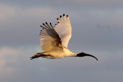 Australian White Ibis