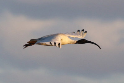 Australian White Ibis