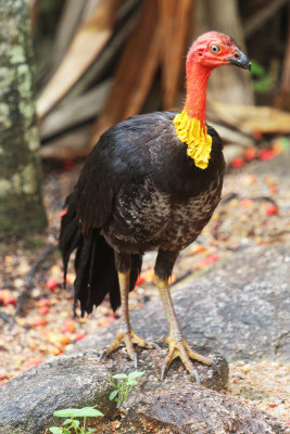 Australian Brush Turkey