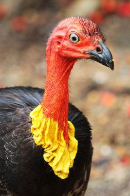 Australian Brush Turkey