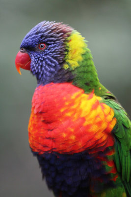 Rainbow Lorikeet