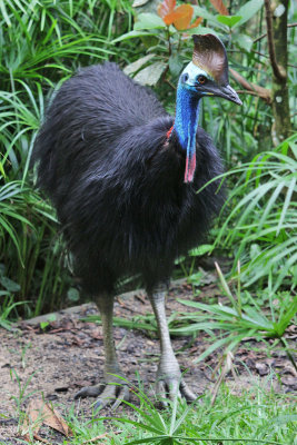 Cassowary