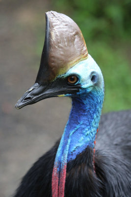 Cassowary