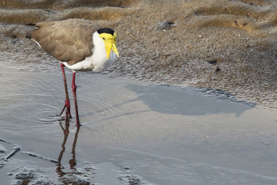 Masked lapwing