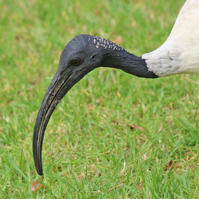 Australian White Ibis