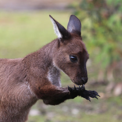 Kangaroos and Wallabies