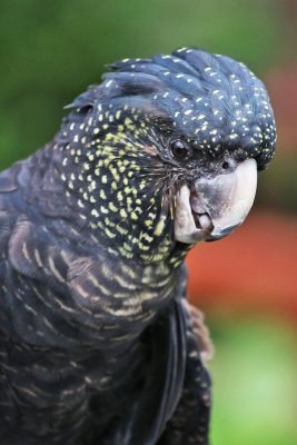 Red-tailed Black Cockatoo