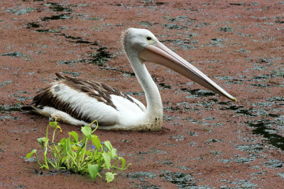 Australian Pelican