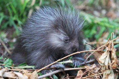 Porcupine_IMG_3119_edit.JPG