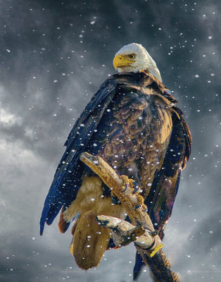 Bald-Eagle-web